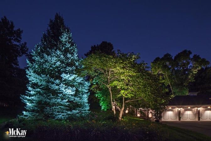 A cool white LED landscape lighting bulb creates a subtle and natural way to enhance a blue spruce's color at night