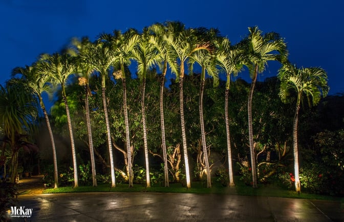 Palm-Tree-Lighting-Maui-Hawaii-McKay-Landscape-Lighting-02