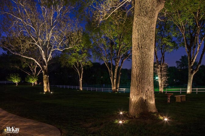 How To Accent Trees With Landscape Lighting, How To Light Landscape Trees