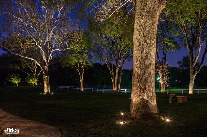 Trees In Your Yard With Landscape Lighting, Best Outdoor Lighting For Trees