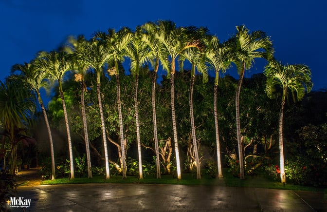 Palm Tree Lighting - Maui Outdoor Lighting Design - McKay Landscape Lighting