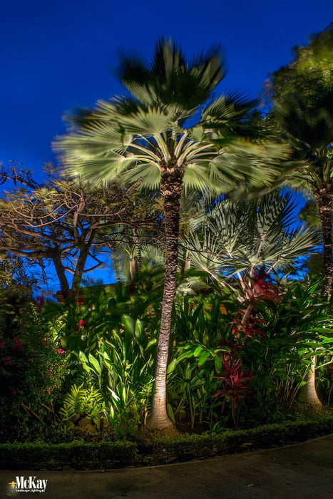 Palm Tree Lighting - Maui Outdoor Lighting Design - McKay Landscape Lighting