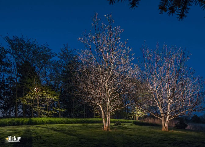 Acreage Tree Lighting Ashland Nebraska McKay Landscape Lighting DS 07